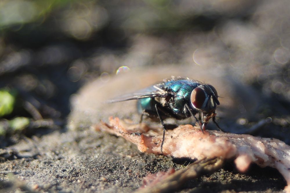 Photograph by Анурова Аля