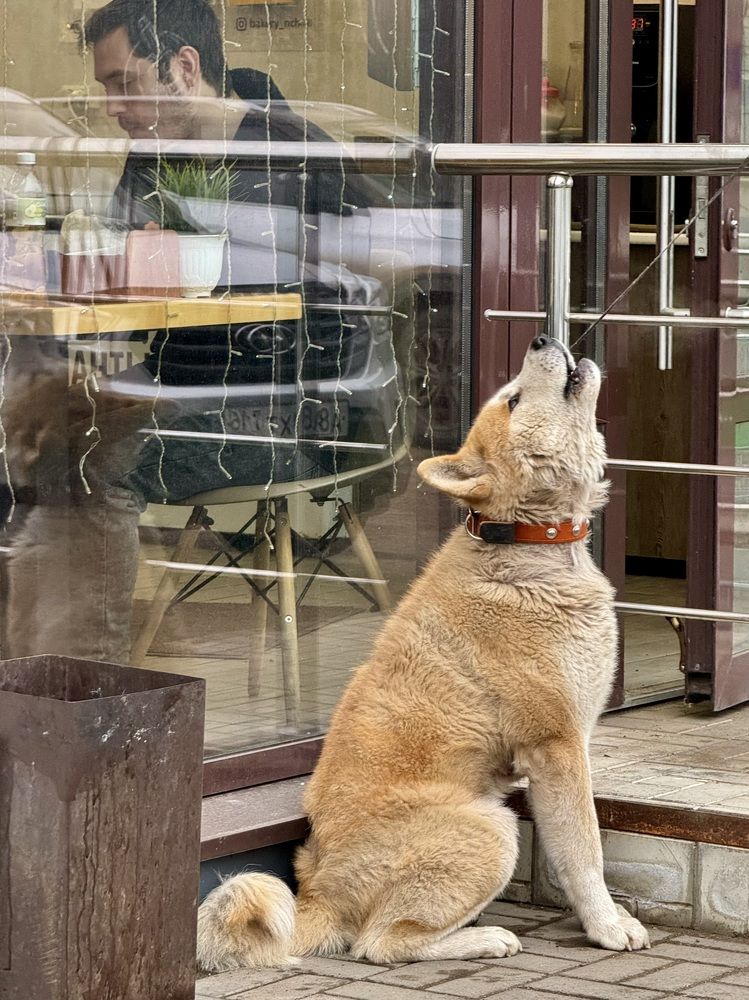 Фотография автора ГУЗАЛИЯ ГАНИЕВА