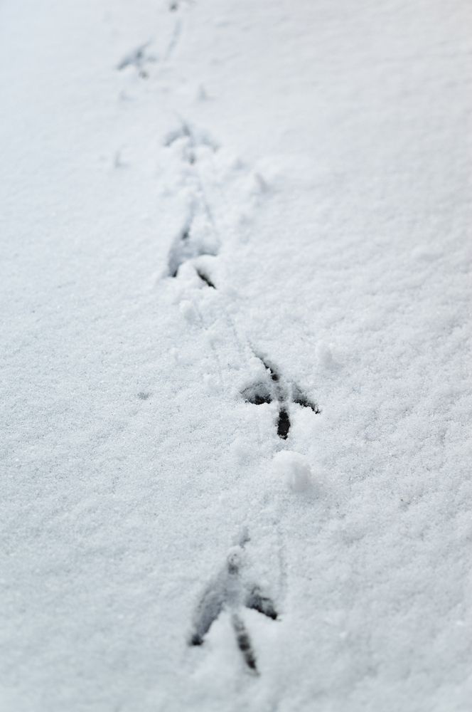 Photograph by Светлана Нестерова