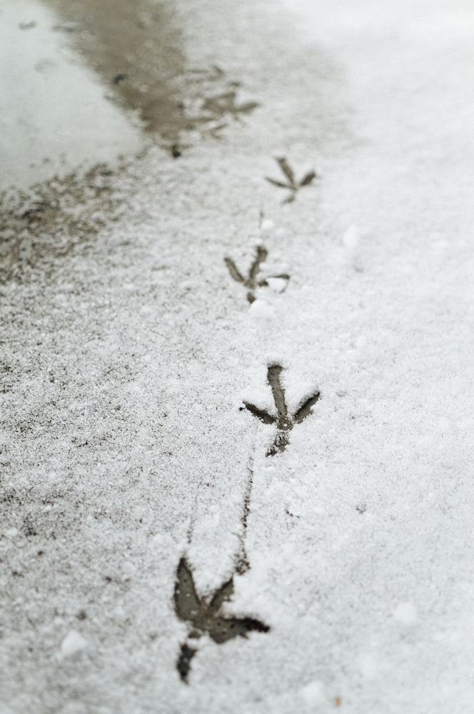 Photograph by Светлана Нестерова