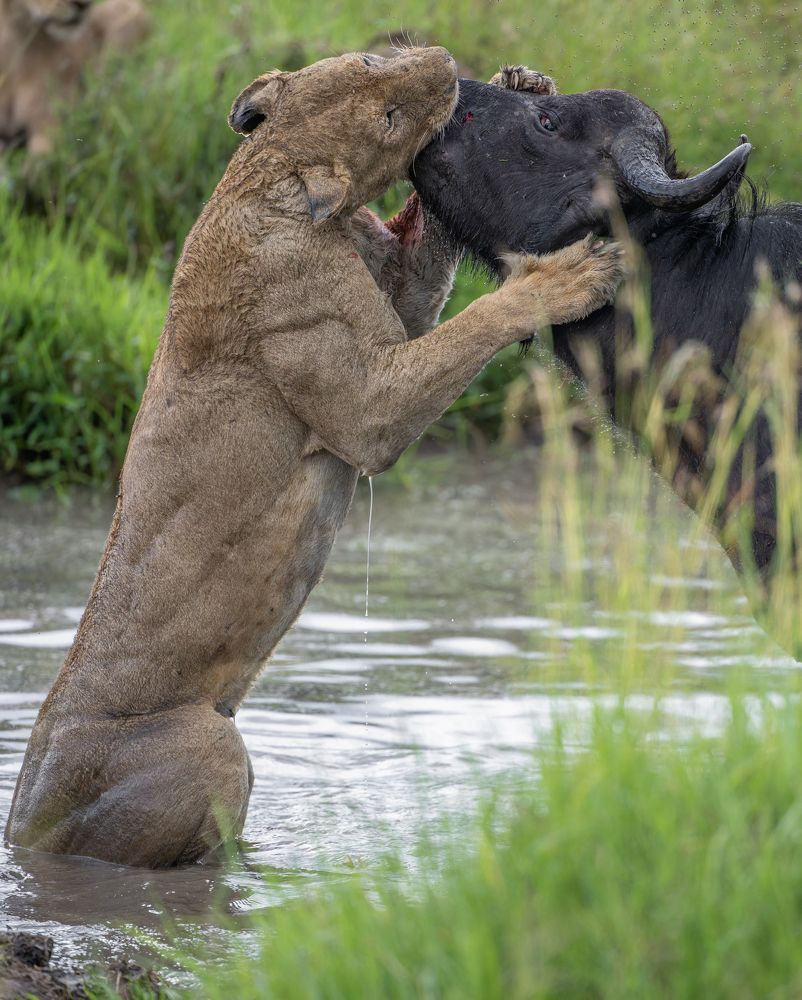 Topi Pride Female With Baffalo