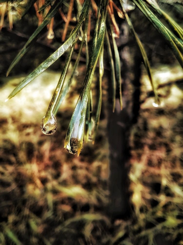 Сосна после дождя