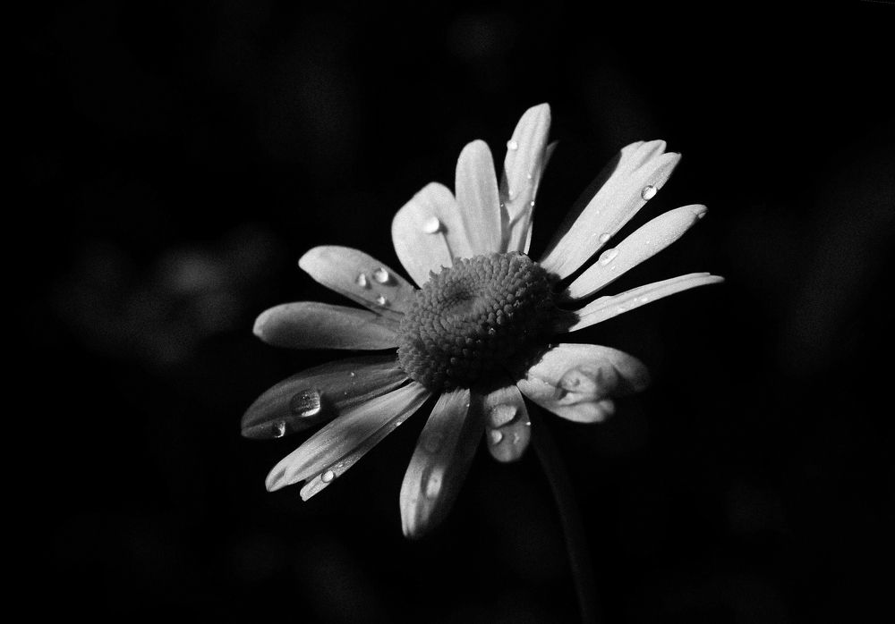 Photograph by Юлия Лушникова