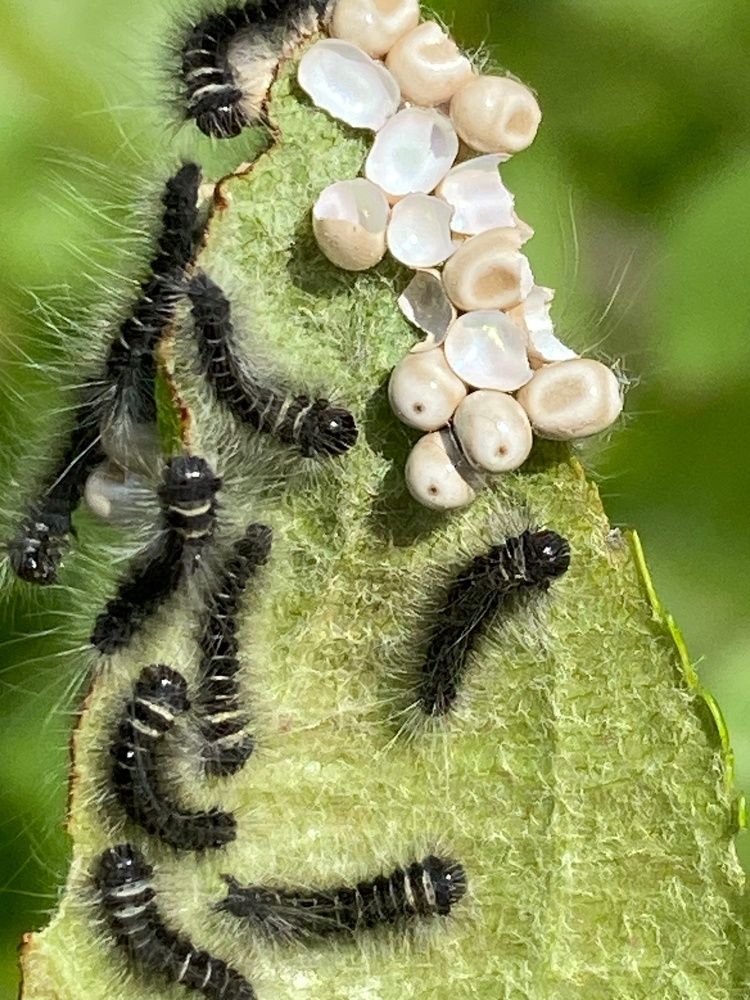 Фотография автора Виктория Зеленкова
