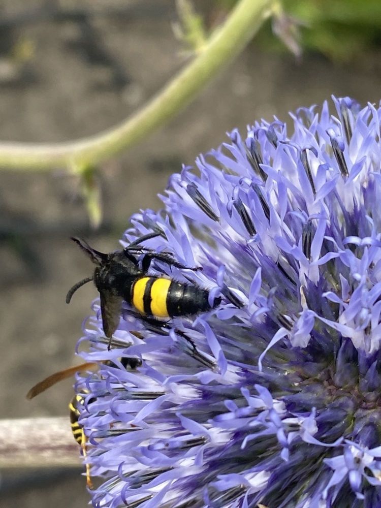Фотография автора Виктория Зеленкова