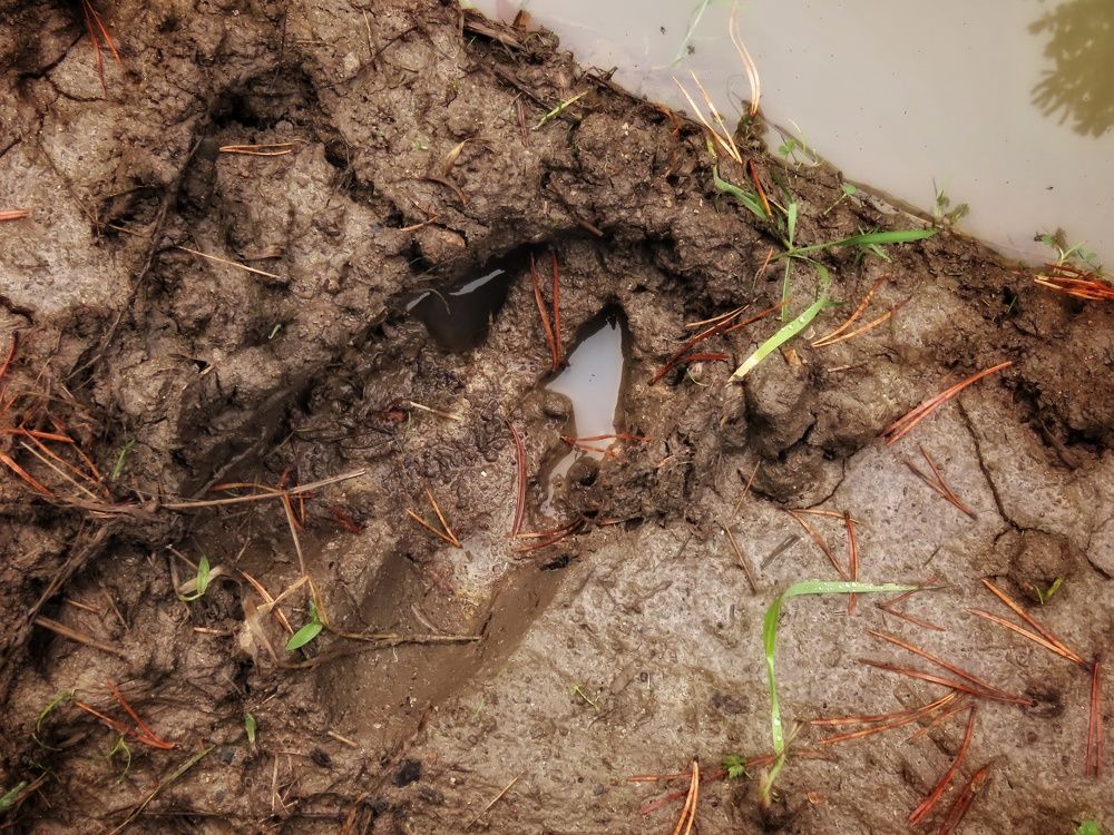 След лося на водопое