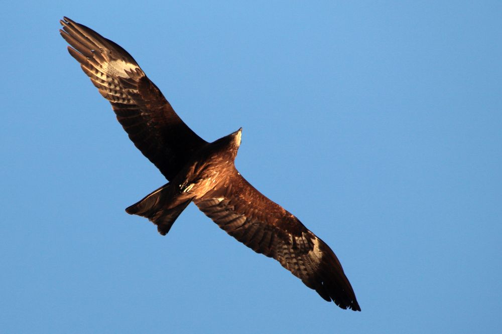 В поисках вкусняшки