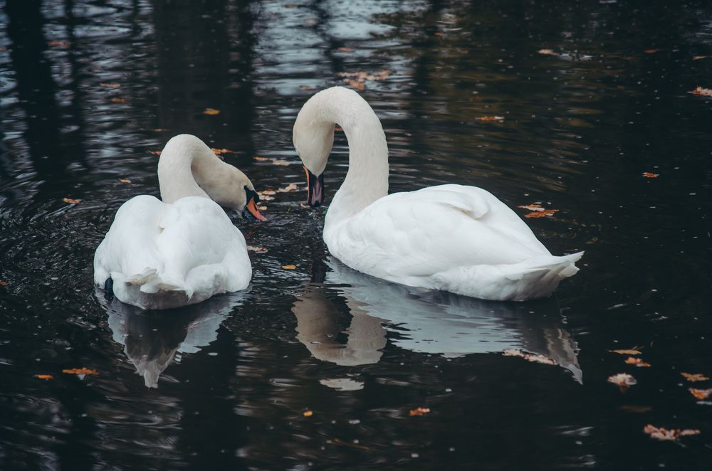 Влюбленные