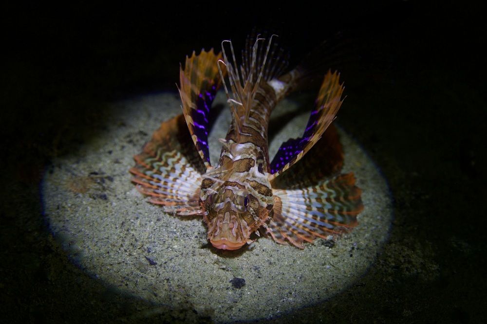 Pterois heterura