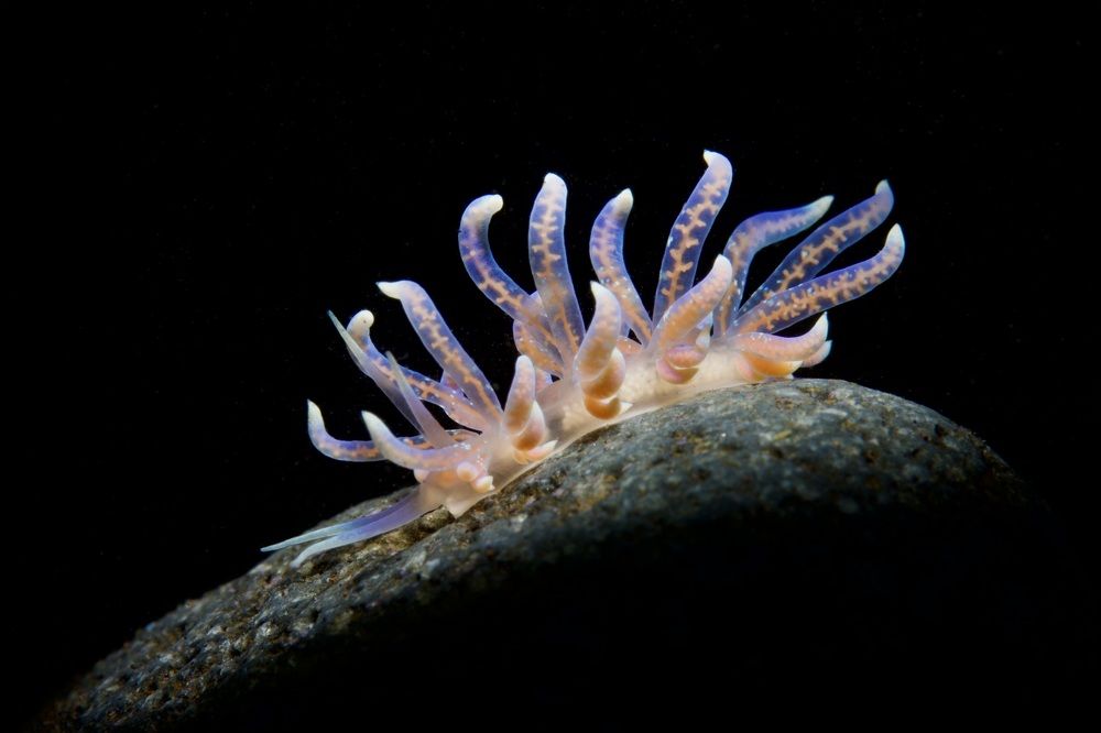 Poindimie's Phyllodesmium, nudibranch
