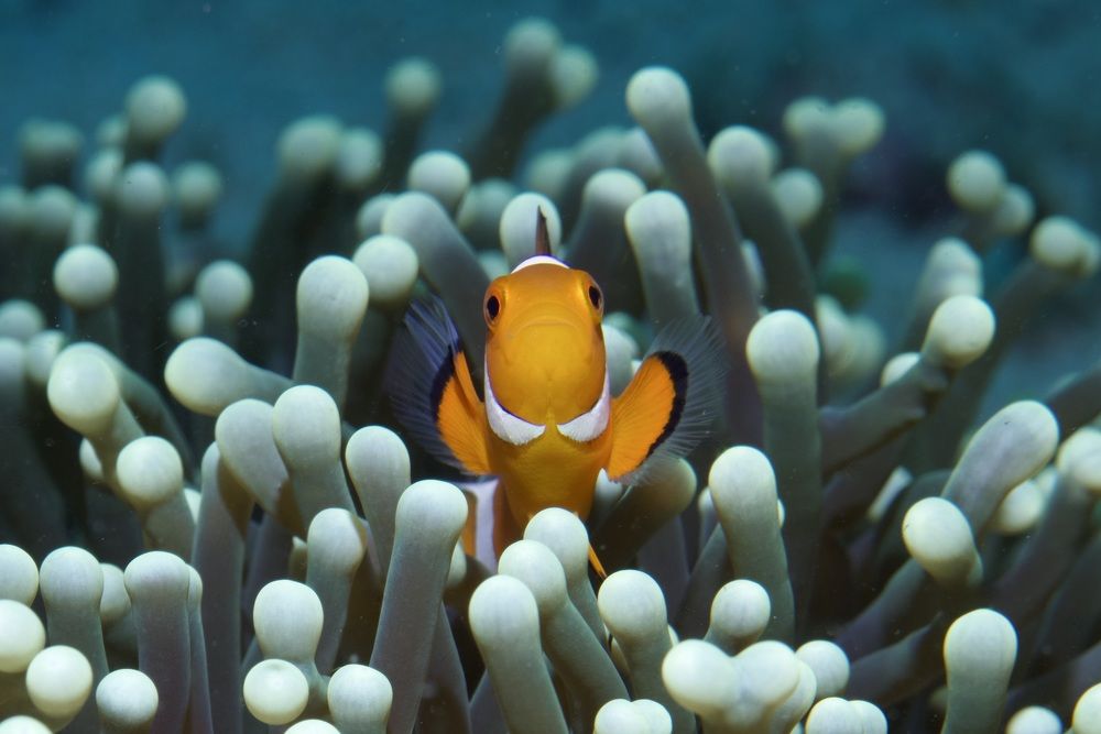 Рыбка клоун, Amphiprion ocellaris (лат.)