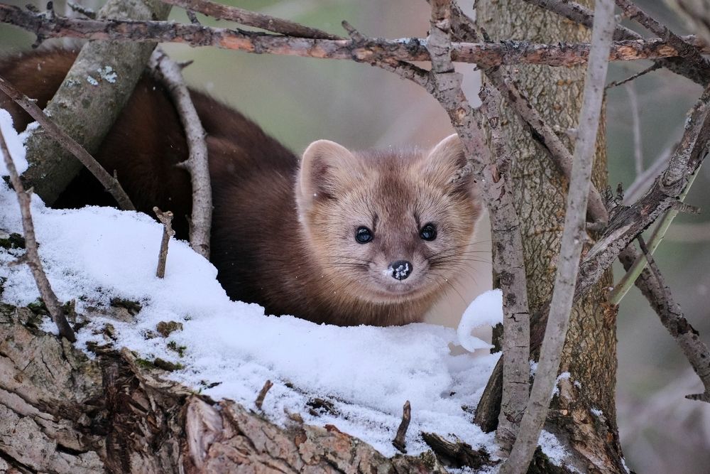Photograph by Багурский Алексей