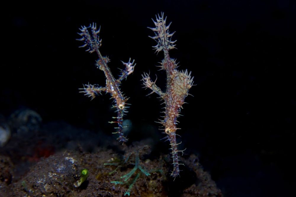 Ghost Pipefish (Solenostomus paradoxus)