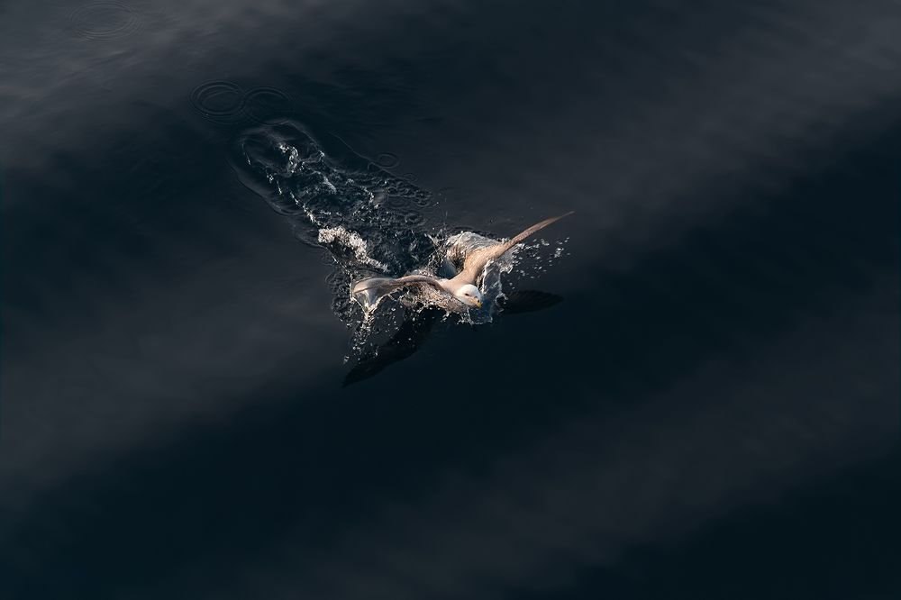 ........брызги.......