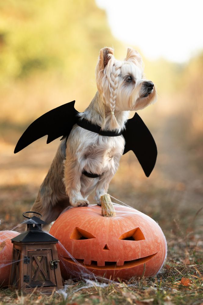 Photograph by Юлия Шатских