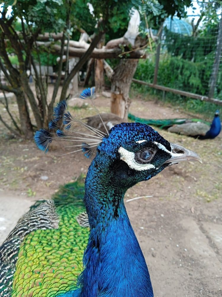 Photo #11279738