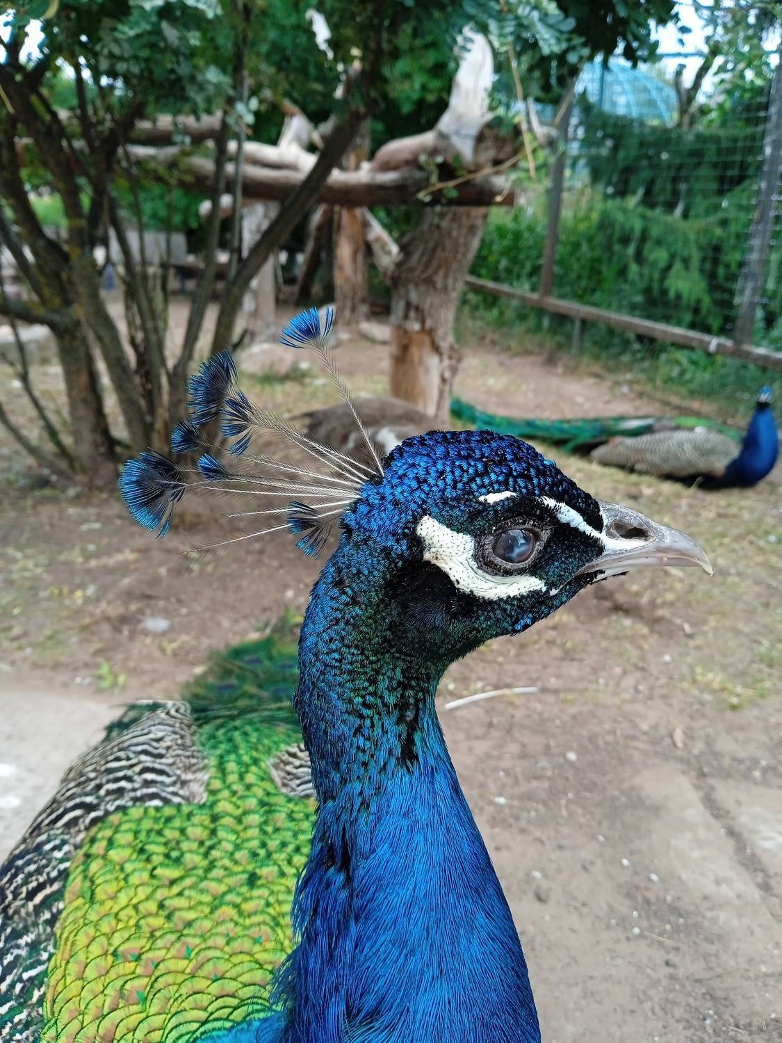Photo #11279738