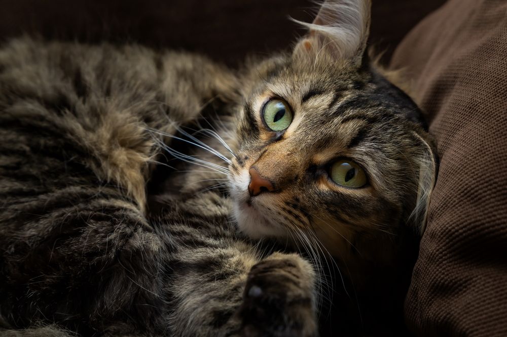 Зачем разбудили?