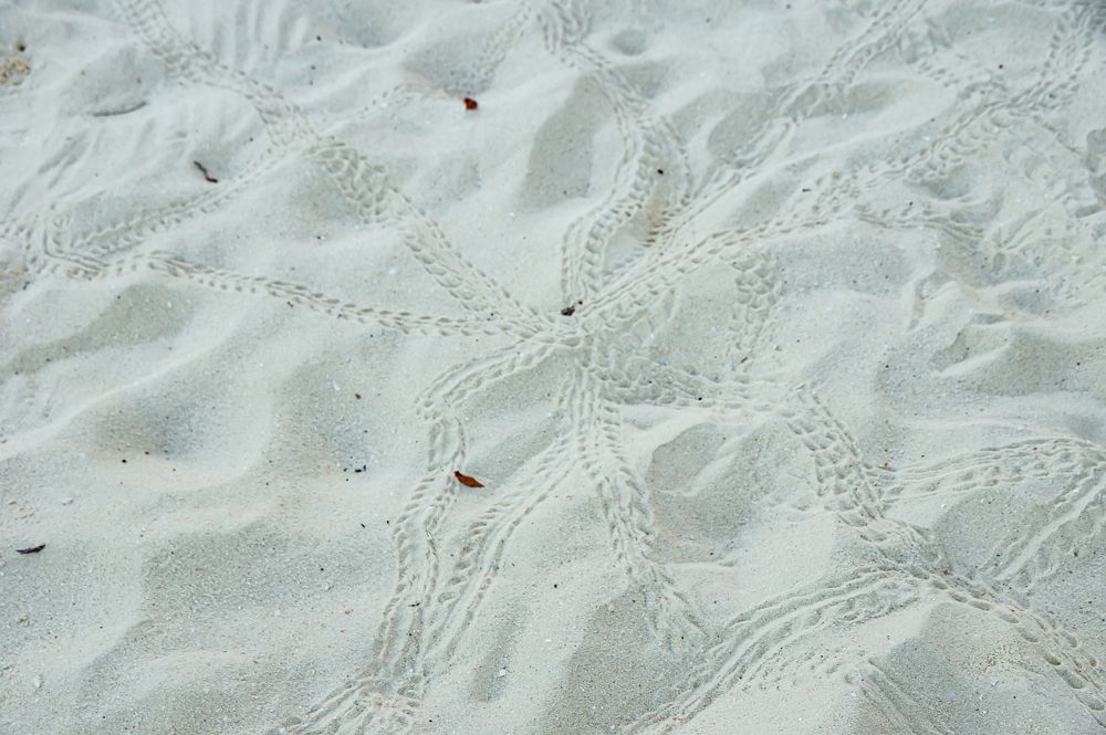 Photograph by Елизавета Корнилова
