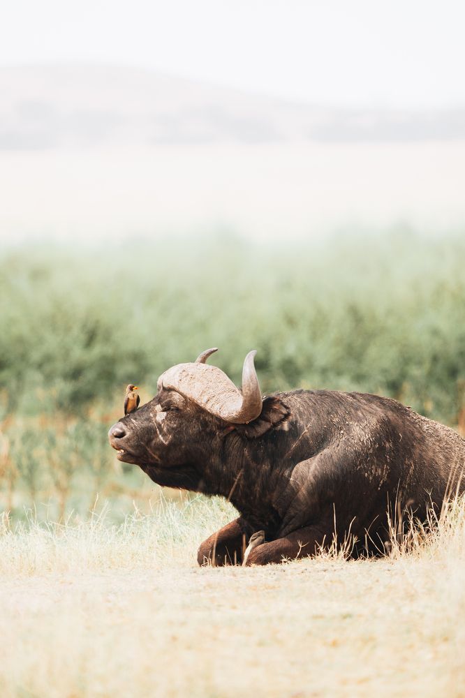 Фотография автора Фуад Алиев