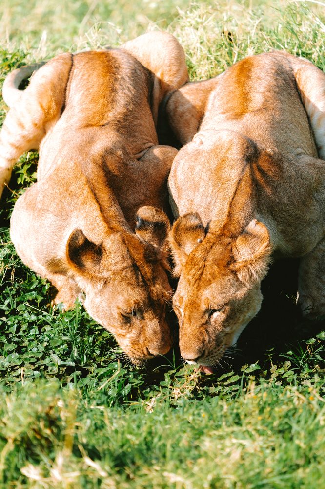 Фотография автора Фуад Алиев