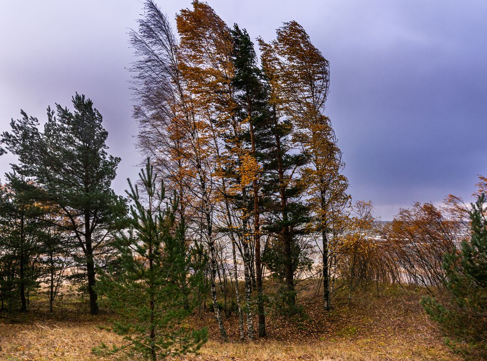 Шторм у озера