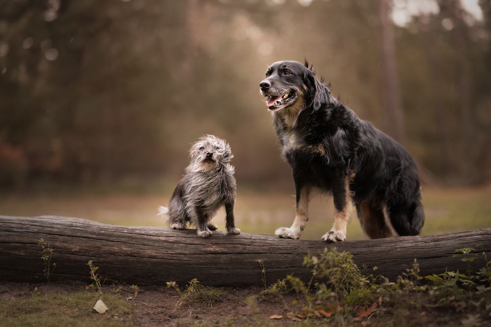 Photograph by By Meert Eline