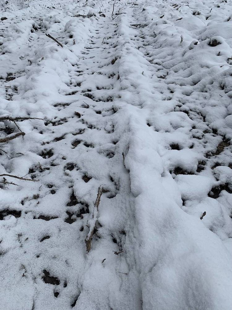 Фотография автора Ирина Шпаковская