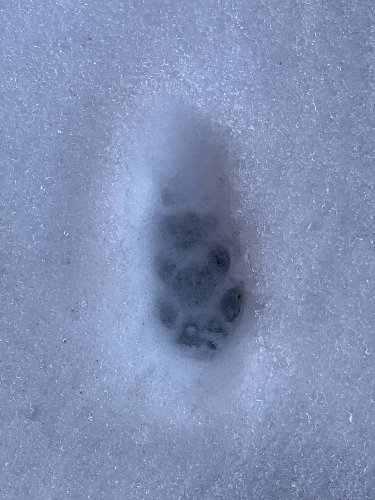 Фотография автора Ирина Шпаковская