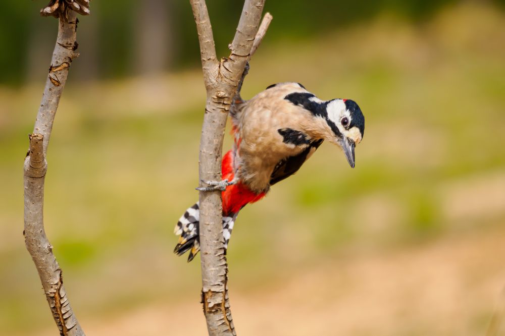 Фотография автора Herraiz Jorge