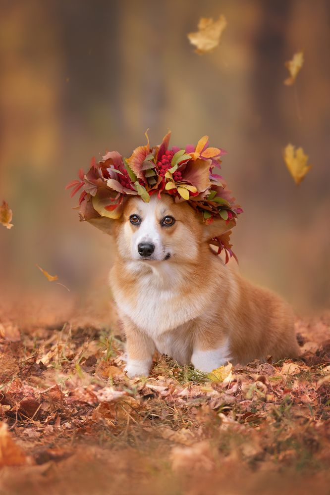 Осенняя красотка