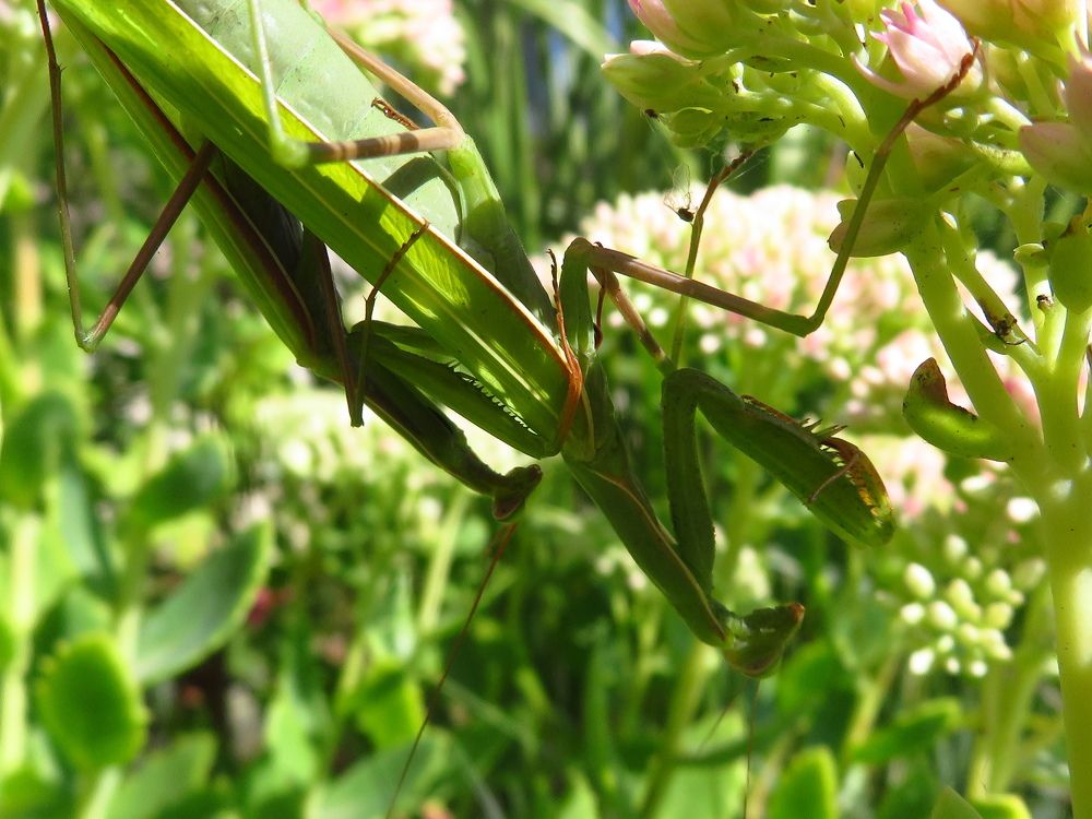 Photograph by Мария Кодун-Иванова