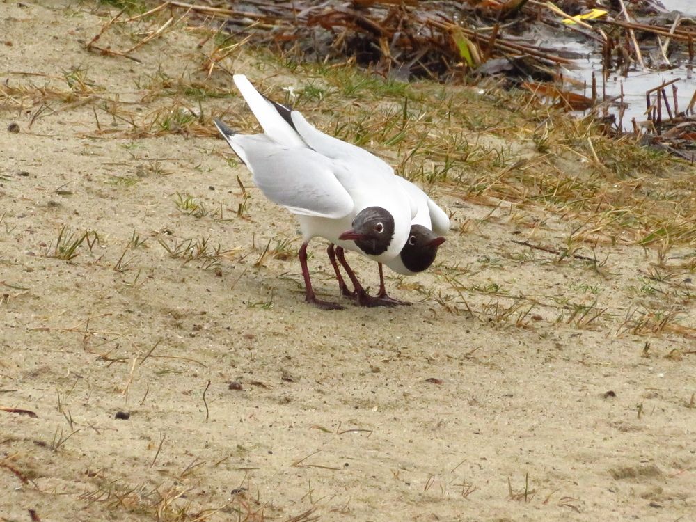 Photograph by Мария Кодун-Иванова