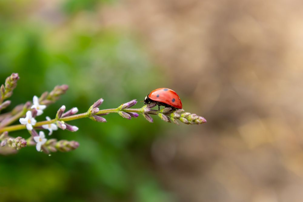 Photograph by MaryamTork