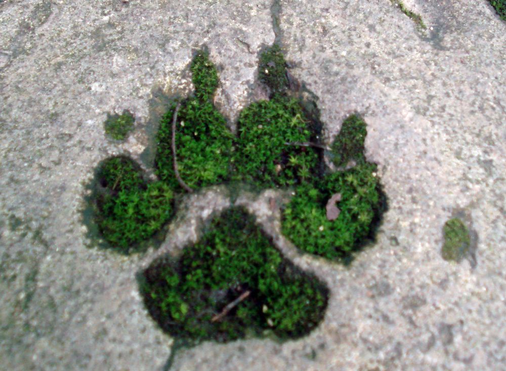 Photograph by София Гавриловна Вотякова