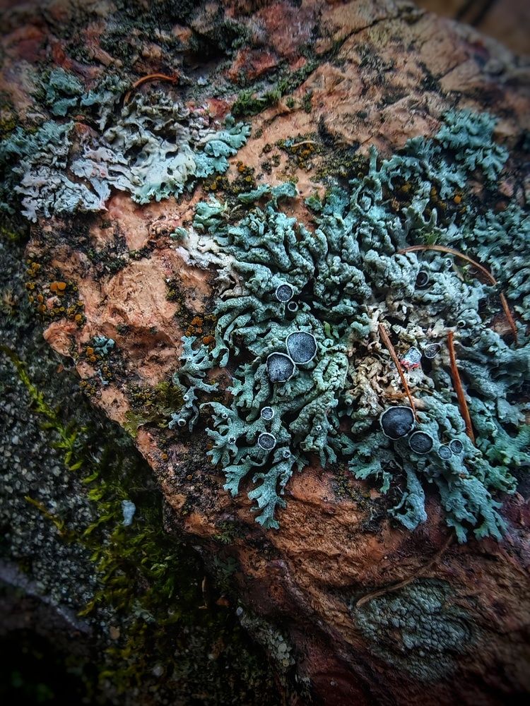 Photograph by Ольга Мажарук