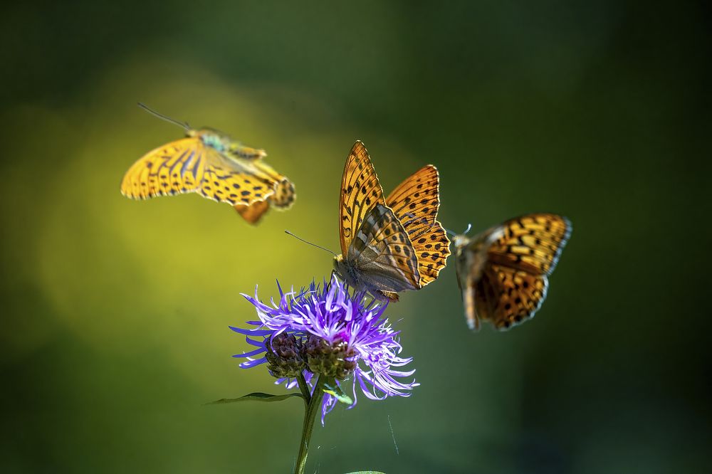 Photograph by Aleksandr Solovev