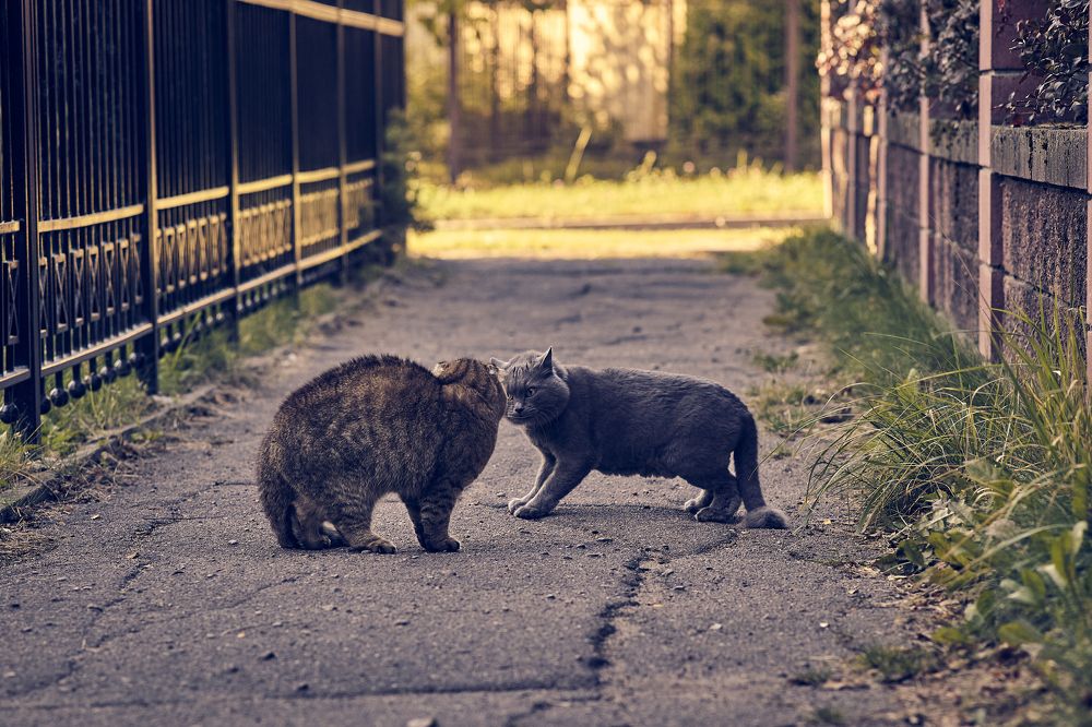 Photograph by Алексей Гунёв