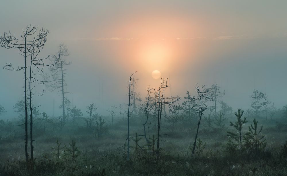 Photograph by Соколова Елена