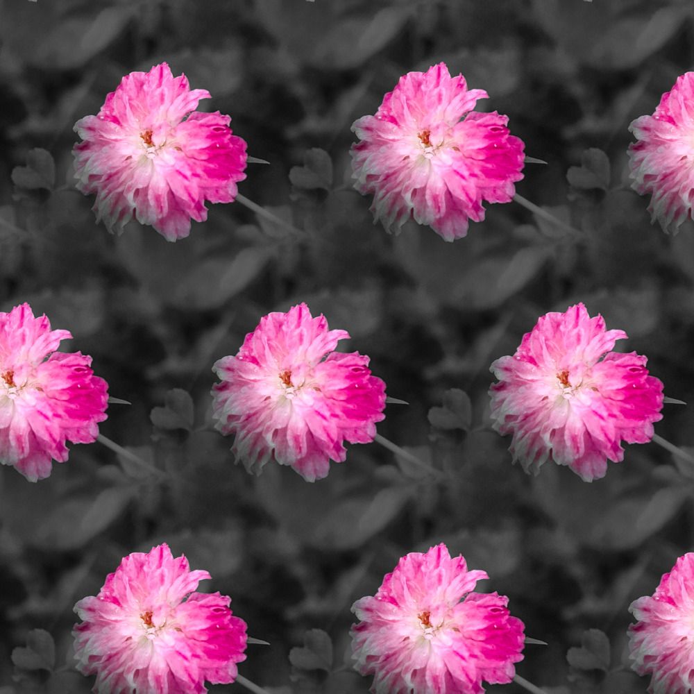 Photograph by megha stuart