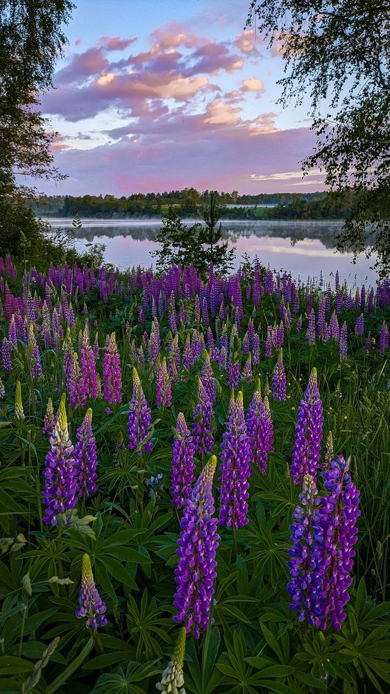 Photograph by Светлана