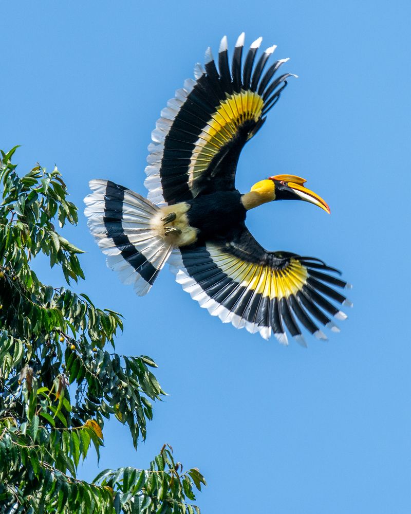 Photograph by Dr Manoj M Kumar