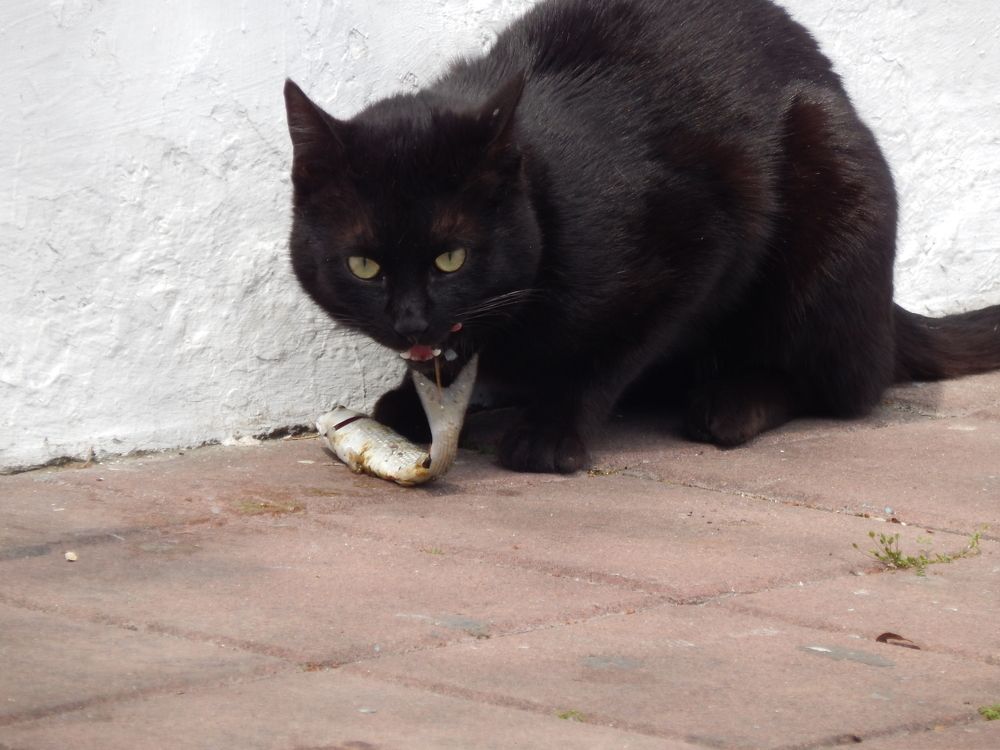 Photograph by Tanivsv