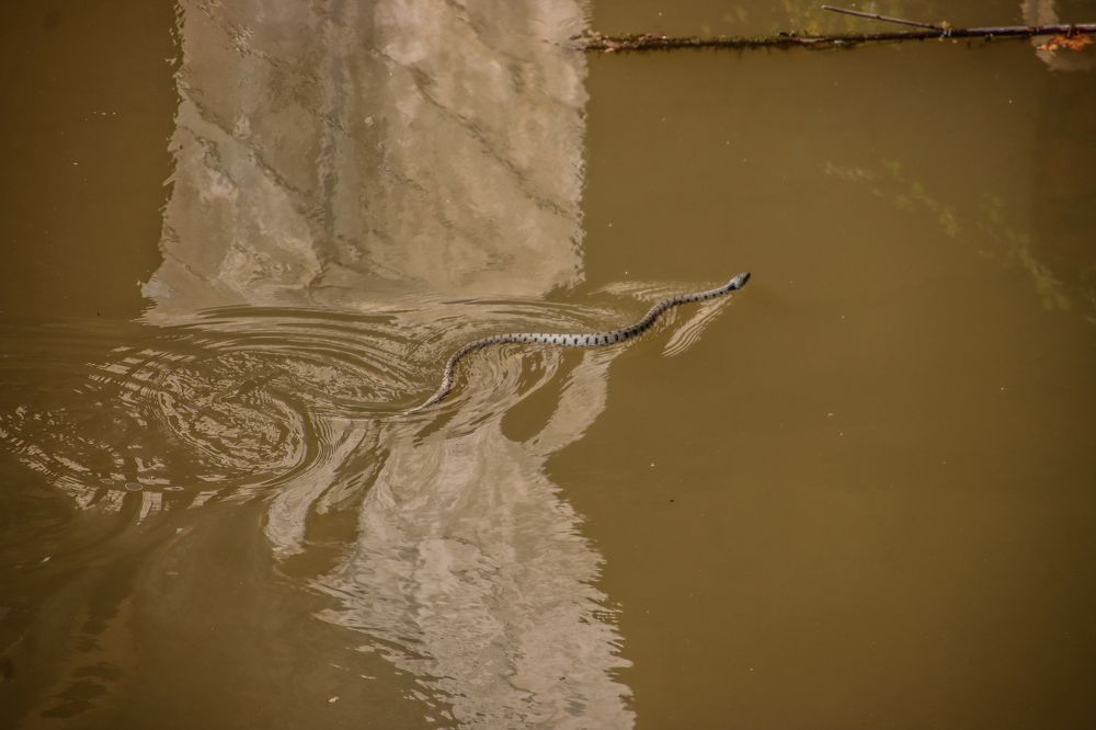 Фотография автора vanessa elbin