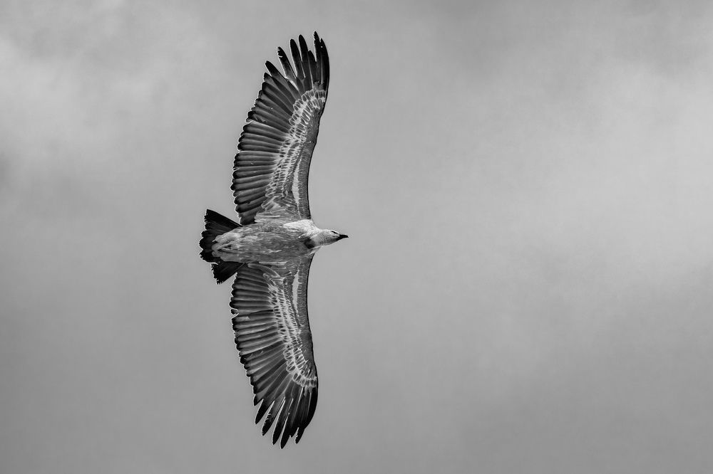 Photograph by Лазарев Сергей