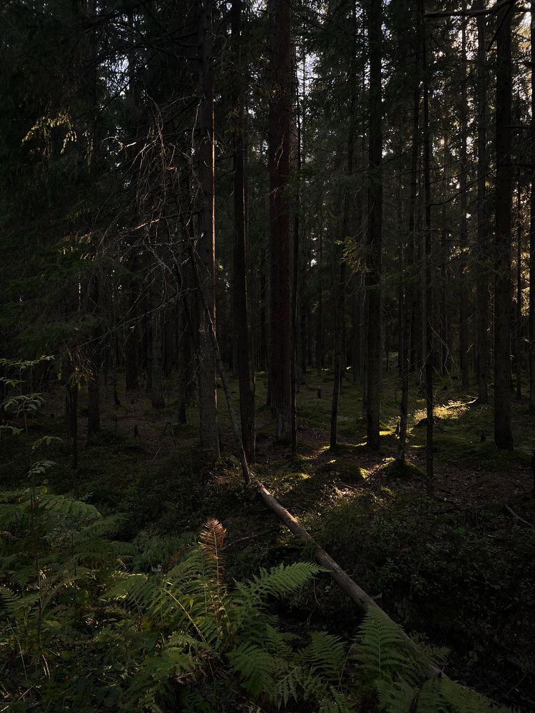 Magical Forest