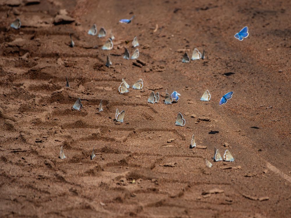 Photograph by Дудников Александр