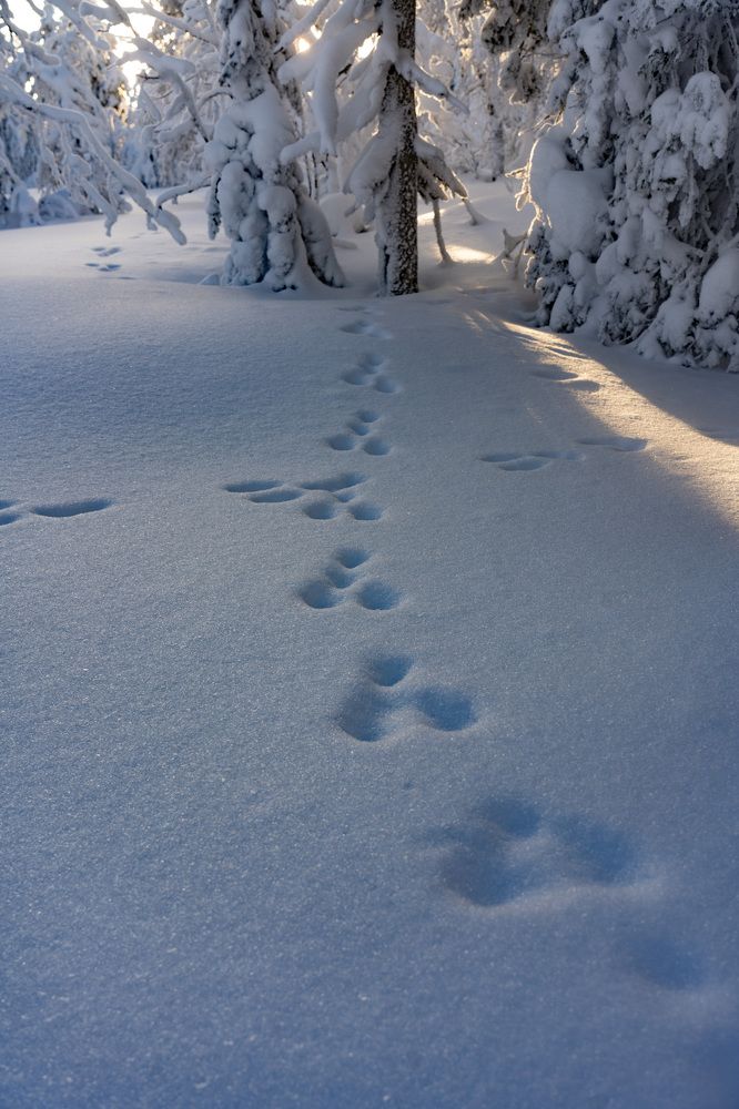 Фотография автора Светлана Зимина