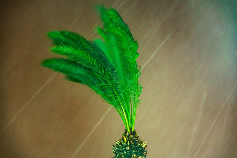 Photograph by Sharone