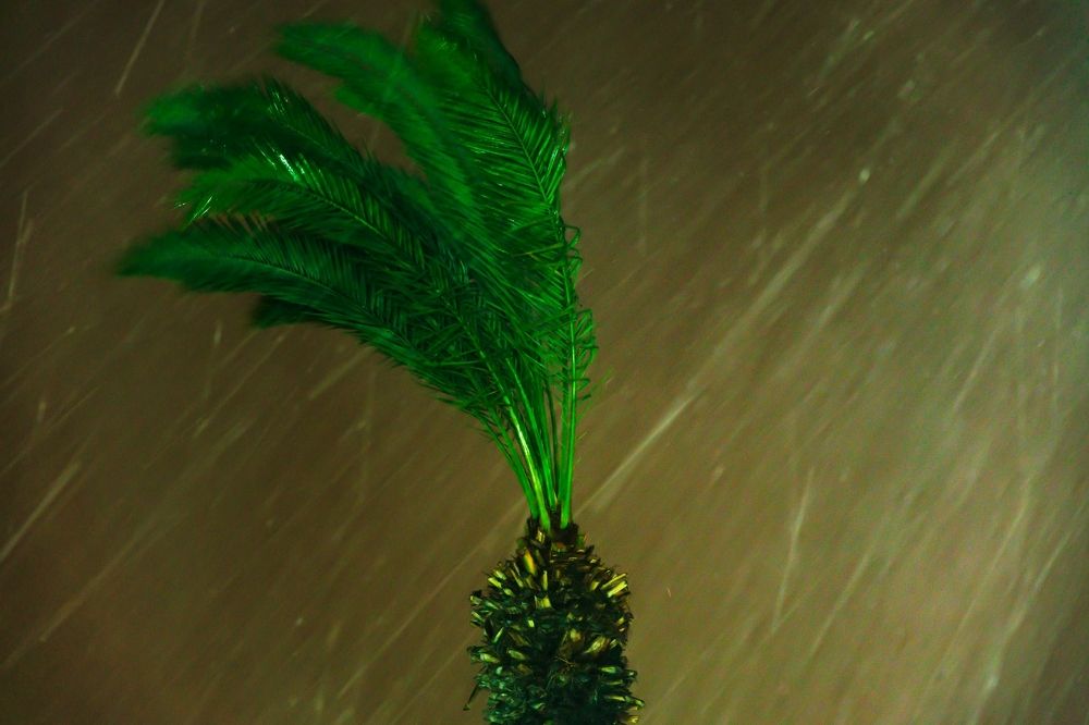 Photograph by Sharone